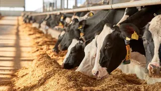 Ветеринар на удаленке: на платформе «Свое. Фермерство» появился сервис телеветеринарии