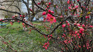 «Скоро будет тепло»: народные приметы на 25 марта 2025 года - Феофанов день