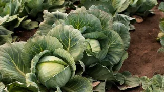 Подкормка для капусты в августе: секрет хорошего урожая, о котором забывает большинство дачников