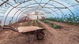 Рассадник заразы и вредителей: открылись жуткие факты о теплицах