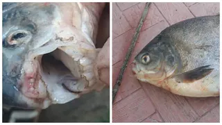 Любит погрызть орешки: в Оке выловили рыбу с человеческими зубами