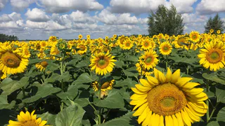 Эксперт рассказал каким может быть урожай в 2019 году