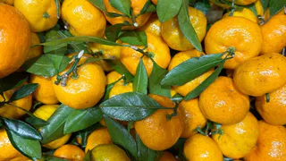 Съездила на сбор мандаринов в Абхазию: вот сколько можно заработать - честный отзыв туриста