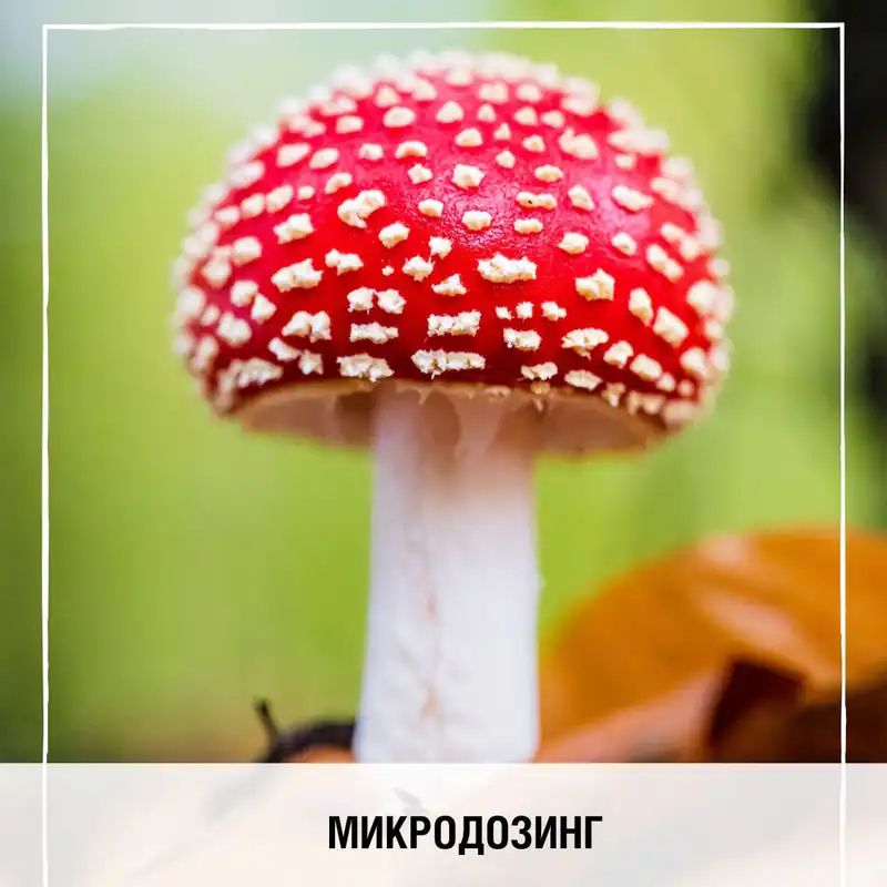Правда или миф: есть ли полезная доза мухоморов?
