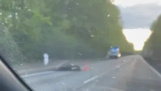 В Касимовском районе Рязанской области водитель «Газели» сбил лося