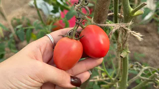 Томаты которые чаще всего спрашивают в мазинах: 10 самых вкусных, устойчивых сортов