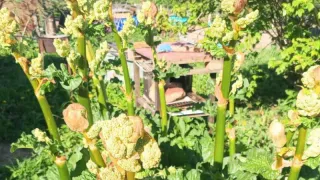 Этот овощ опасен для здоровья: в Европе его больше не едят