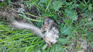 Нижнекамка разместила в соцсетях фото погибшей белки из парка "СемьЯ"