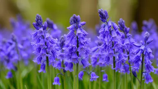 Эти многолетники смело сейте в июне, зацветут как по расписанию и будут радовать не один год  