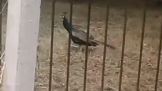 Царская птица: в районе ЦПКиО гуляет павлин