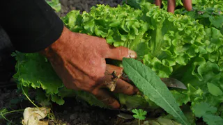 Сажаю 3 культуры в октябре – собираю урожай в мае: соседи только начинают посадки, а мы уже едим салаты