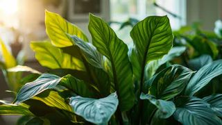 1 ложка на 1 литр — и спатифиллум как подменили: листья растут размером с блюдце, цветоносы лезут без остановки