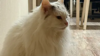 В Татарстане мужчину убили чайником из-за расправы над котом