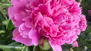 2 горсти под пионы — и цветы вырастают размером с тарелку: бутонов в разы больше, аромат стоит на весь сад