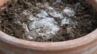 Белый налёт на почве и чёрные мушки в горшке — избавился за один приём: главное не тянуть