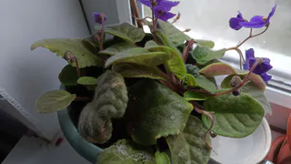 Сделал 7 простых шагов в уходе за фиалками: подоконник превратился в джунгли - даже соседи завидуют бурному цветению