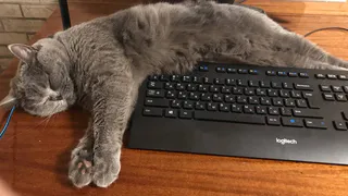 Как кошка может подцепить клеща, не выходя из квартиры?