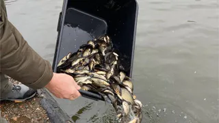 Зарыбление реки Урал: в Магнитогорске завершилось важное экологическое мероприятие