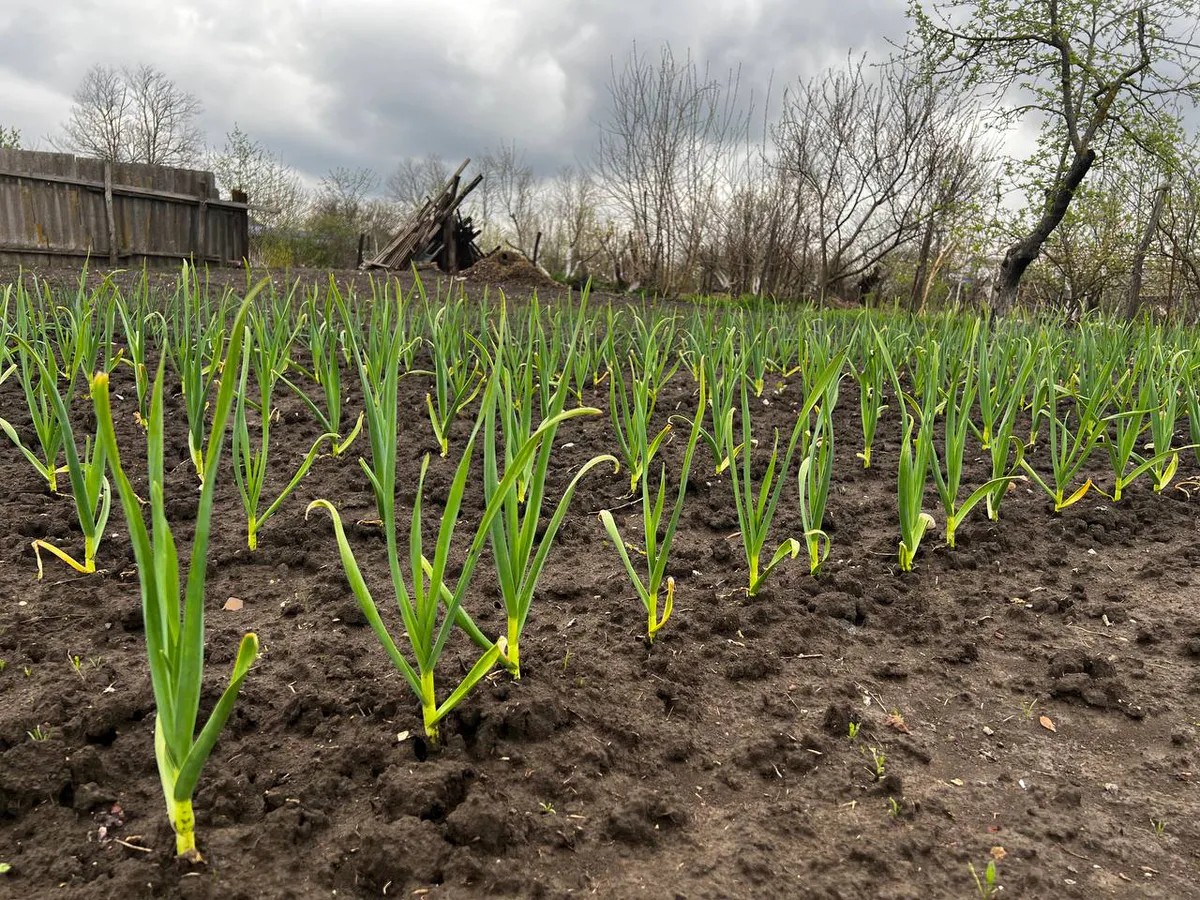 Когда сажать лук, что сделать, чтобы не пошел в стрелку - советуют агрономы