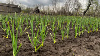 До 10 мая чесноку — жизненно необходимо: 1 ложка в воду — и головки вырастут размером с апельсин, крупными и ядреными