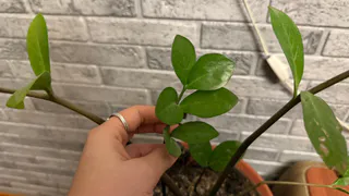 Желтеют листья замиокулькаса: 8 причин и что делать, чтобы спасти цветок