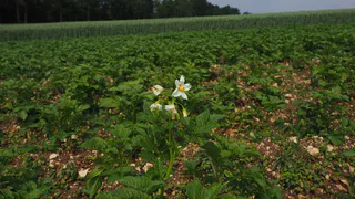 Все, это строго запрещено с 1 мая: за посадку картошки на даче будут безжалостно штрафовать