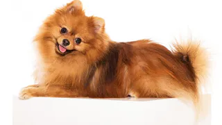 Потеряла 16 тысяч: жительницу Магнитогорска "развели" на собачьи витамины