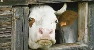 Меры безопасности в борьбе с кампилобактериозом в скотоводстве в Коми