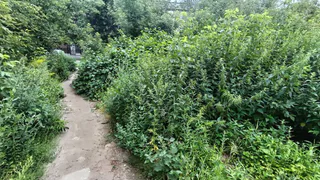 Мэрия Рязани прокомментировала жалобу на уровень благоустройства города