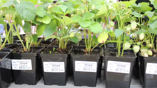 Как вырастить здоровую рассаду: секрет в растворе из нескольких компонентов – растение будет крепким