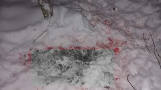 В населенные пункты Коми продолжают выходить волки