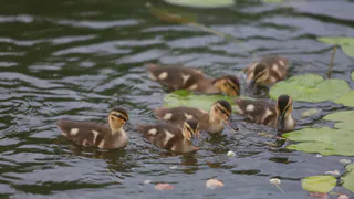 В Россию пытались провезти незаконно 3,5 тысячи утят