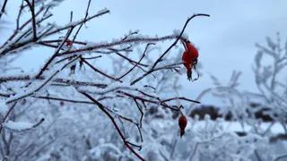«Аномальный мороз вернется, но с новым сюрпризом». Синоптики сказали, что скоро наступит