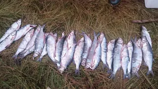 Полицейские Коми обнаружили факт незаконного вылова рыбы