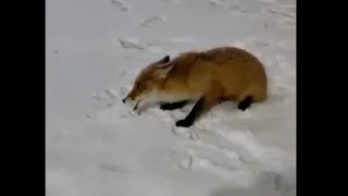 Рядом с Коми подтвердили новый случай бешенства