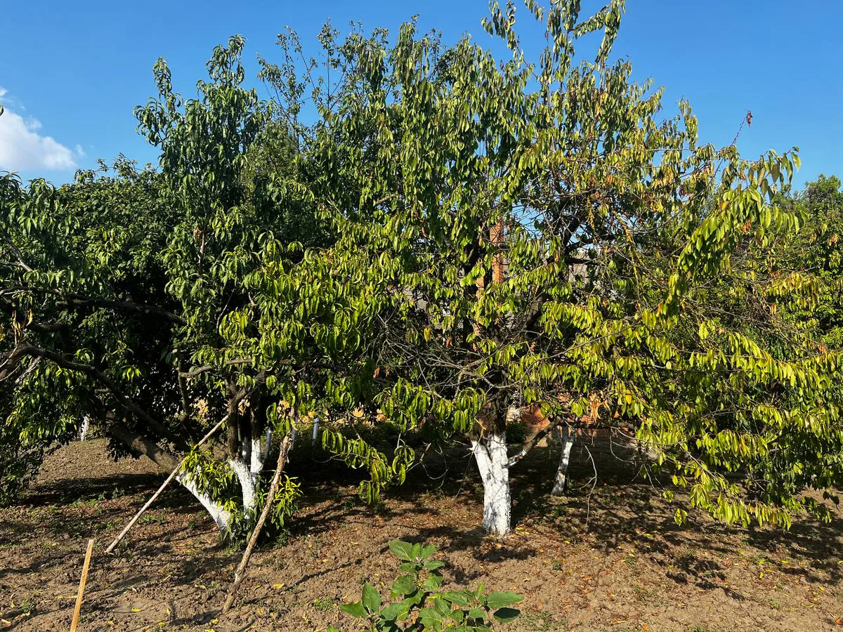Март на даче: что немедленно следует сделать огородникам и садоводам в первый месяц весны, рассказал эксперт