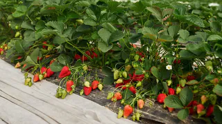 Чем подкормить клубнику в июне 2024, чтобы ягод было очень много