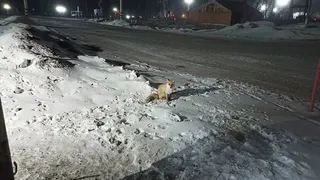 Под Магнитогорском введен карантин из-за лис, заболевших бешенством