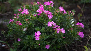 Цветёт волнами до осени и светится жёлтым облаком: кустарник новейшего поколения