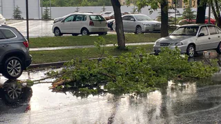 Жители Рязани делятся фотографиями поваленных из-за урагана деревьев