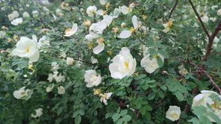 Циклон обрушится на Челябинскую область: грозы, ливни и резкое похолодание