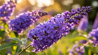 Роскошный фонтан лилового цвета: кустарник цветет даже на бедных почвах - неприхотливый, но безумно красивый