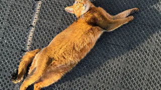 Тайный сигнал: о чем на самом деле говорит кошка, трогая вас лапкой – причины