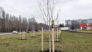 В Пензе на закупку саженцев деревьев направят более 5,1 млн рублей