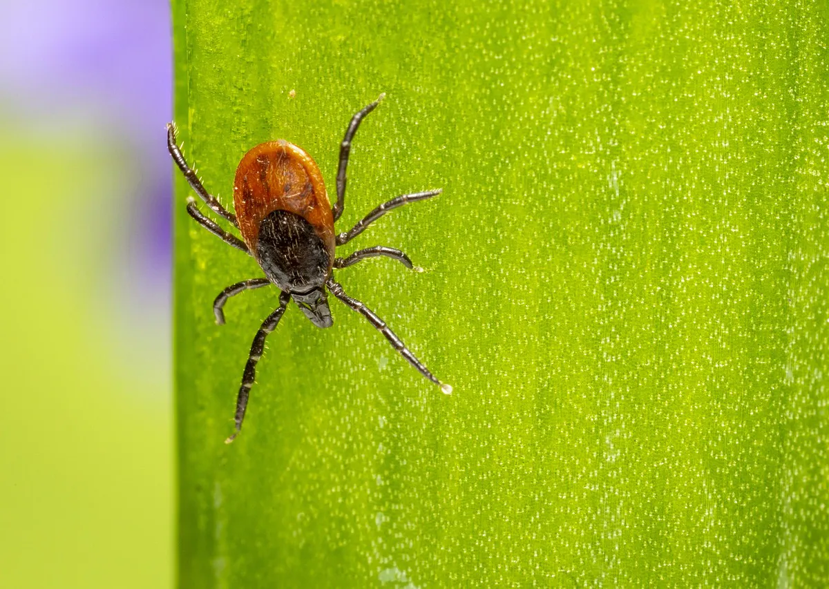 Дачники, 1 цветок на участке - и клещам туда входа нет: создаёт надежный защитный барьер