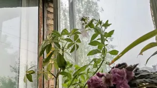 Домашние вампиры: шесть вещей в доме, которые крадут ваше здоровье