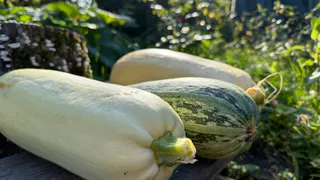 Лишние кабачки не раздаю, а закапываю обратно в грядки: рассказываю, зачем это делаю - соседи хохочут, потом будут плакать