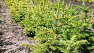 Чувашия переходит на "зелёные" рельсы: природоохранная стратегия Олега Николаева на 10 лет