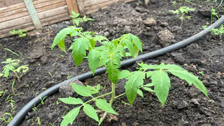 Пятен на листьях не жду — 1 сигнал фитофторы на томатах появляется раньше: вижу — и сразу за дело