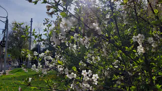 Красота: в Рязани появится "Аллея Семьи"